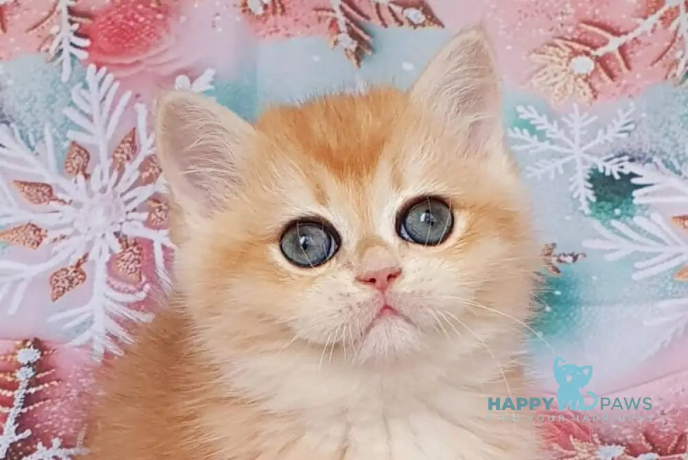 Businka British Shorthair female black golden chinchilla live animals
