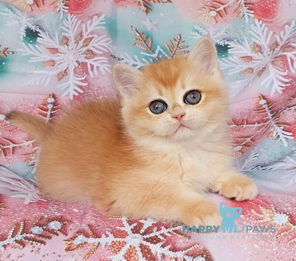Businka British Shorthair female black golden chinchilla live animals