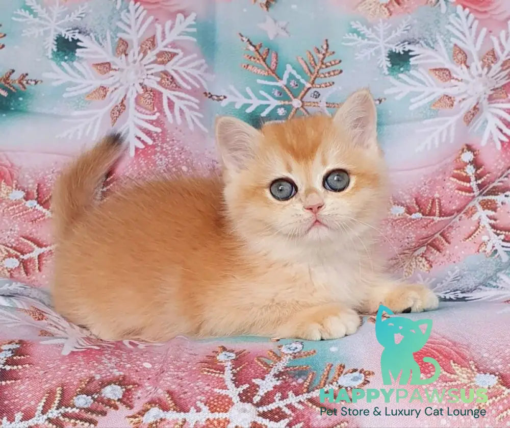 Businka British Shorthair female black golden chinchilla live animals