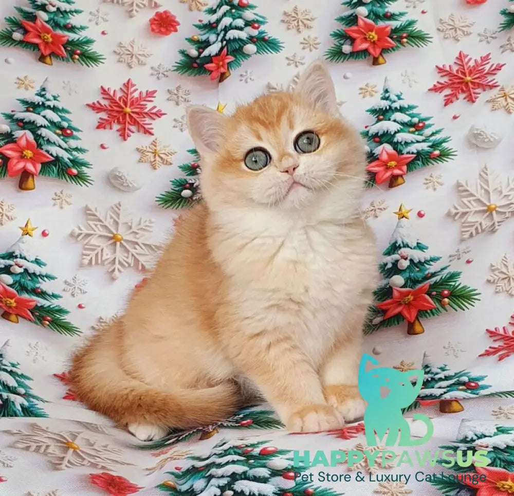 Businka British Shorthair female black golden chinchilla live animals
