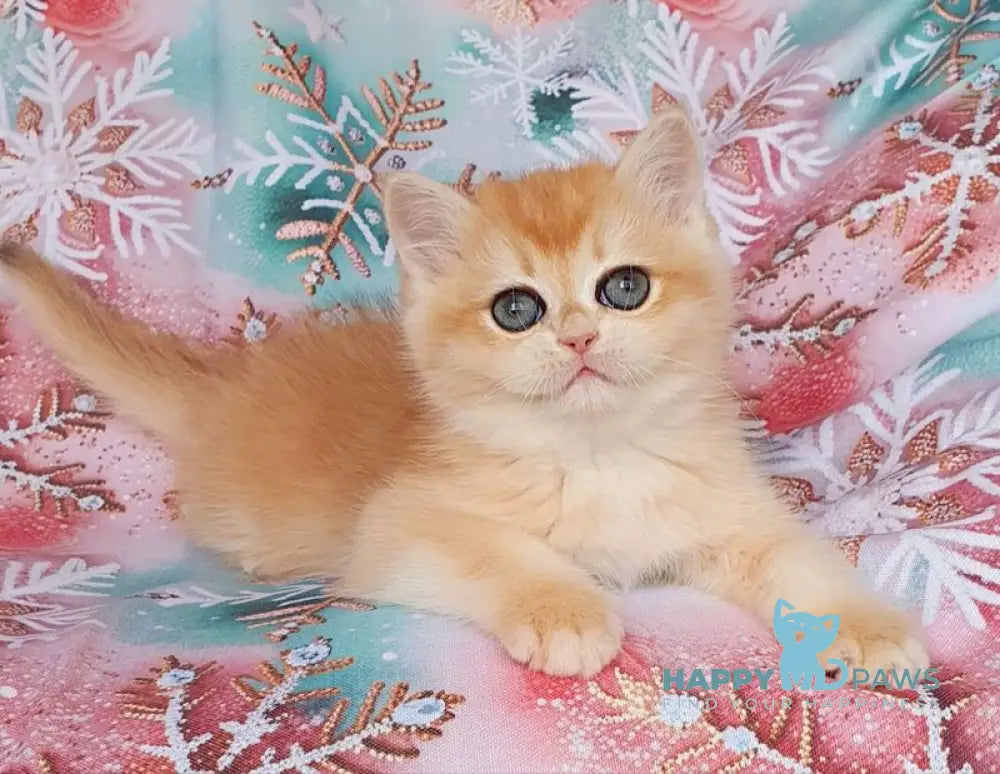 Businka British Shorthair female black golden chinchilla live animals