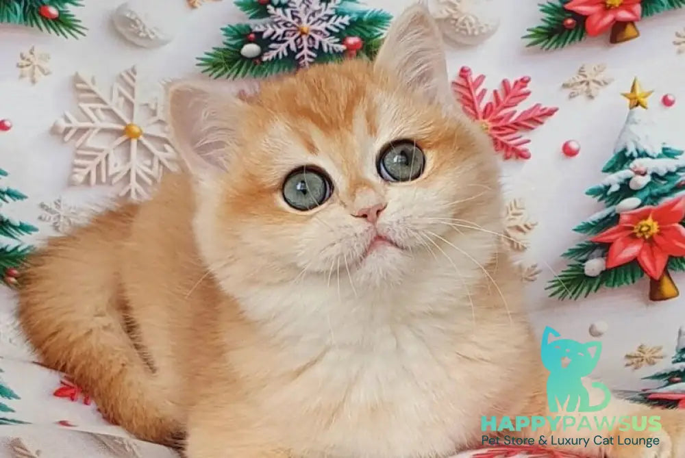 Businka British Shorthair female black golden chinchilla live animals