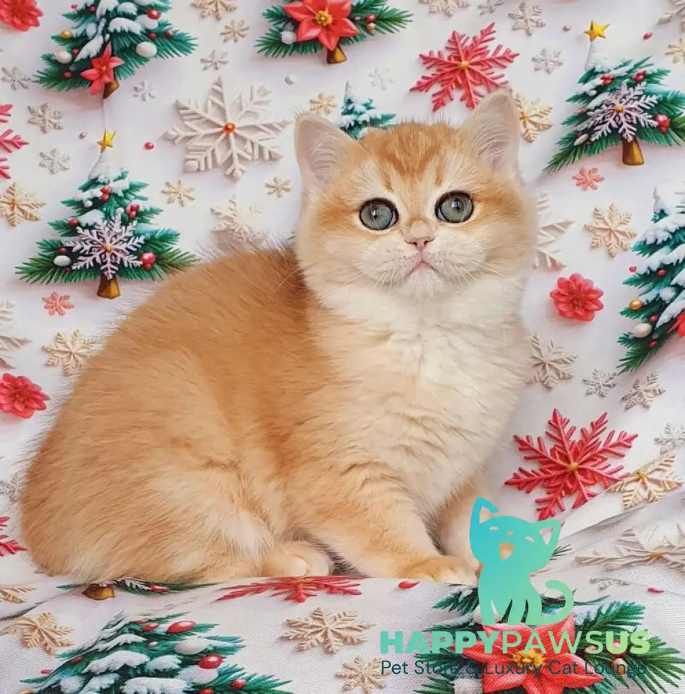 Businka British Shorthair female black golden chinchilla live animals