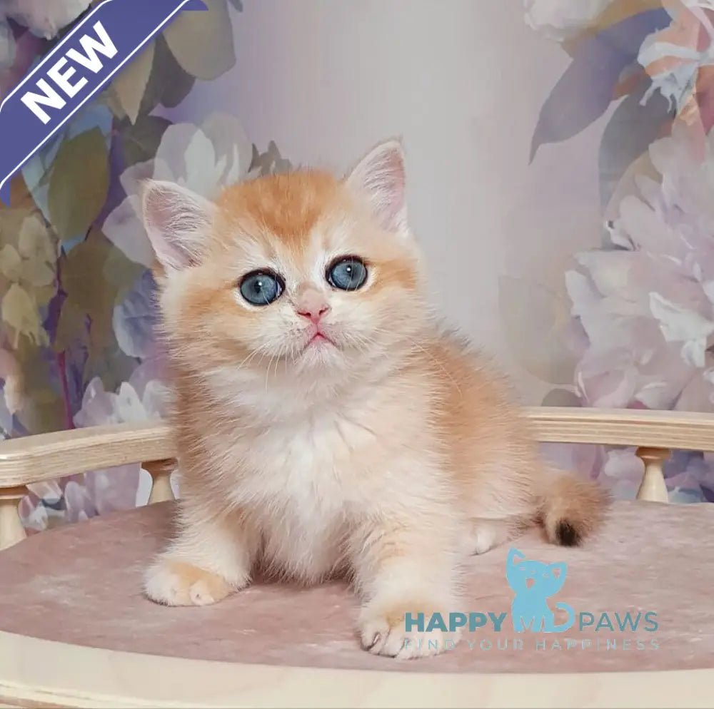 Businka British Shorthair female black golden chinchilla live animals