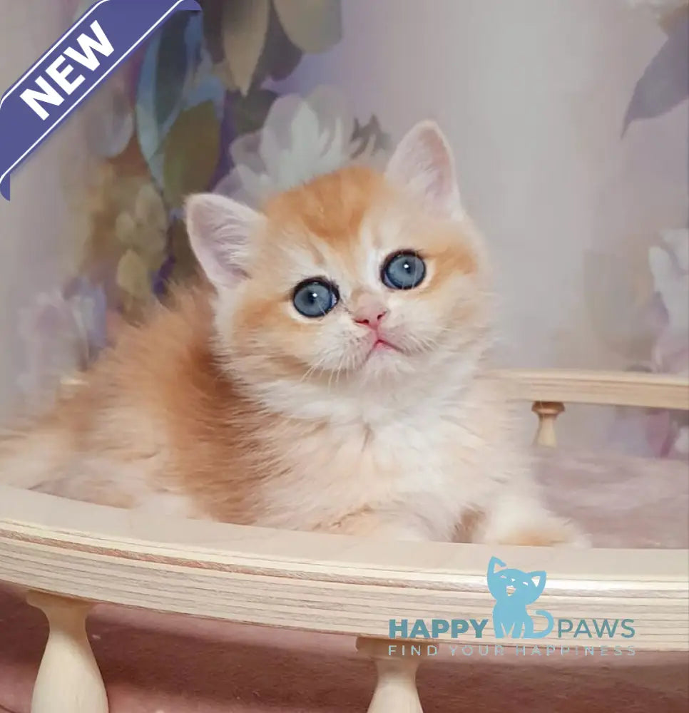 Businka British Shorthair female black golden chinchilla live animals