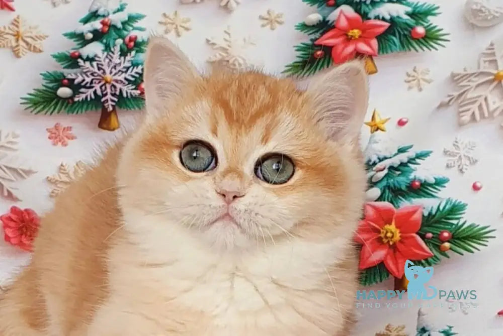 Businka British Shorthair female black golden chinchilla live animals