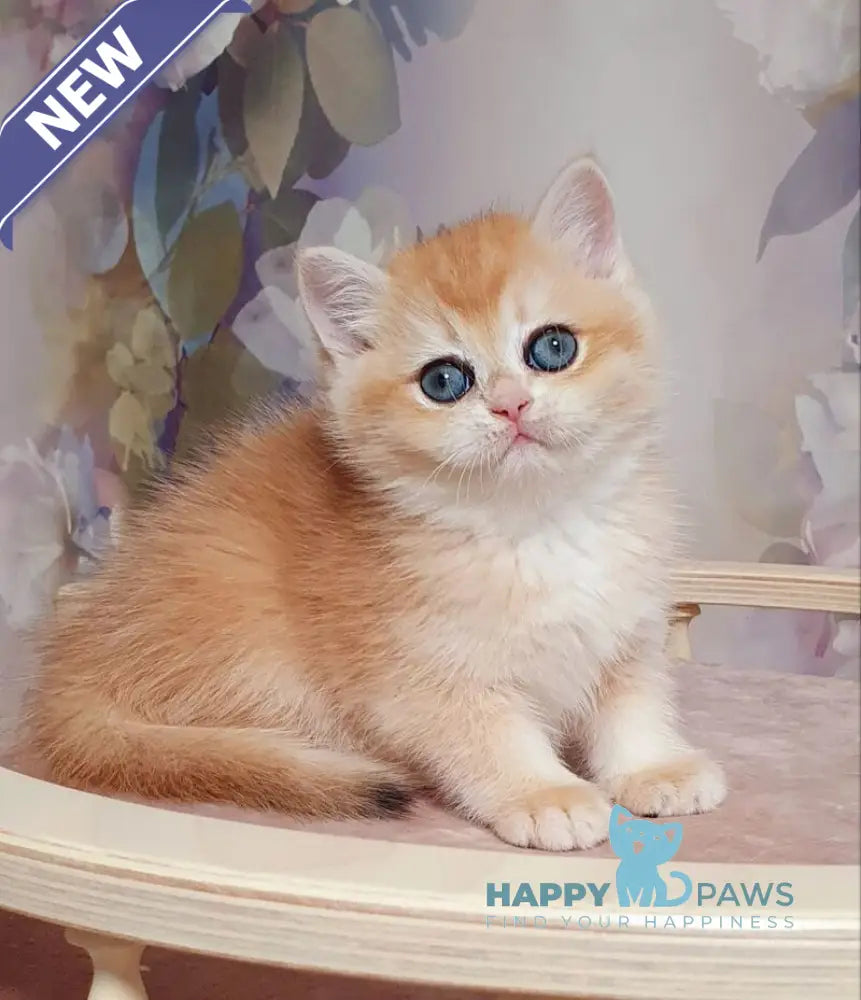 Businka British Shorthair female black golden chinchilla live animals