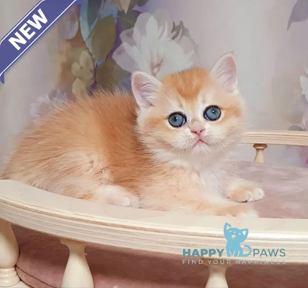 Businka British Shorthair female black golden chinchilla live animals