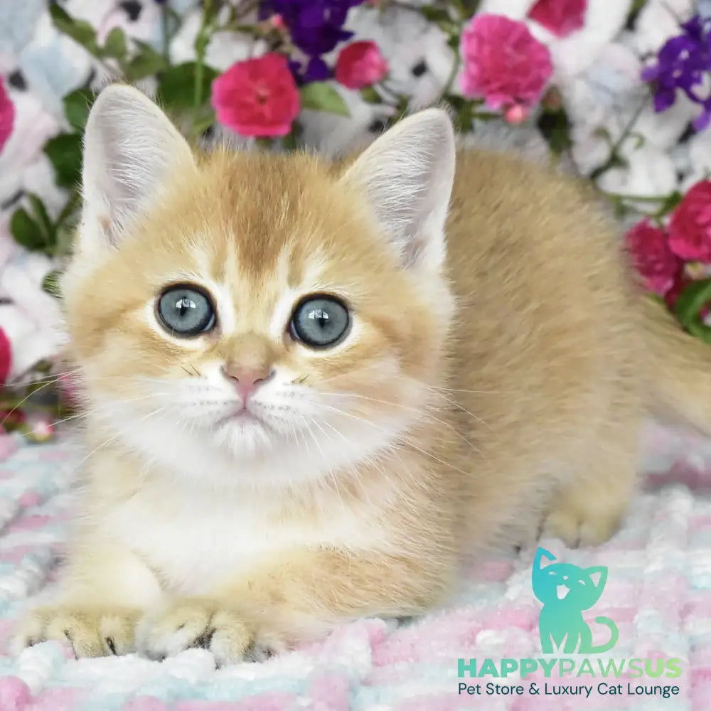 Businka British Shorthair female black golden shaded - live animals