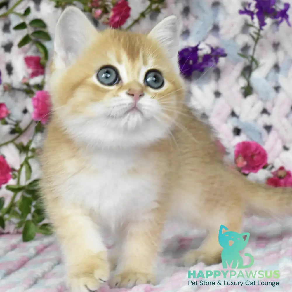 Businka British Shorthair female black golden shaded - live animals