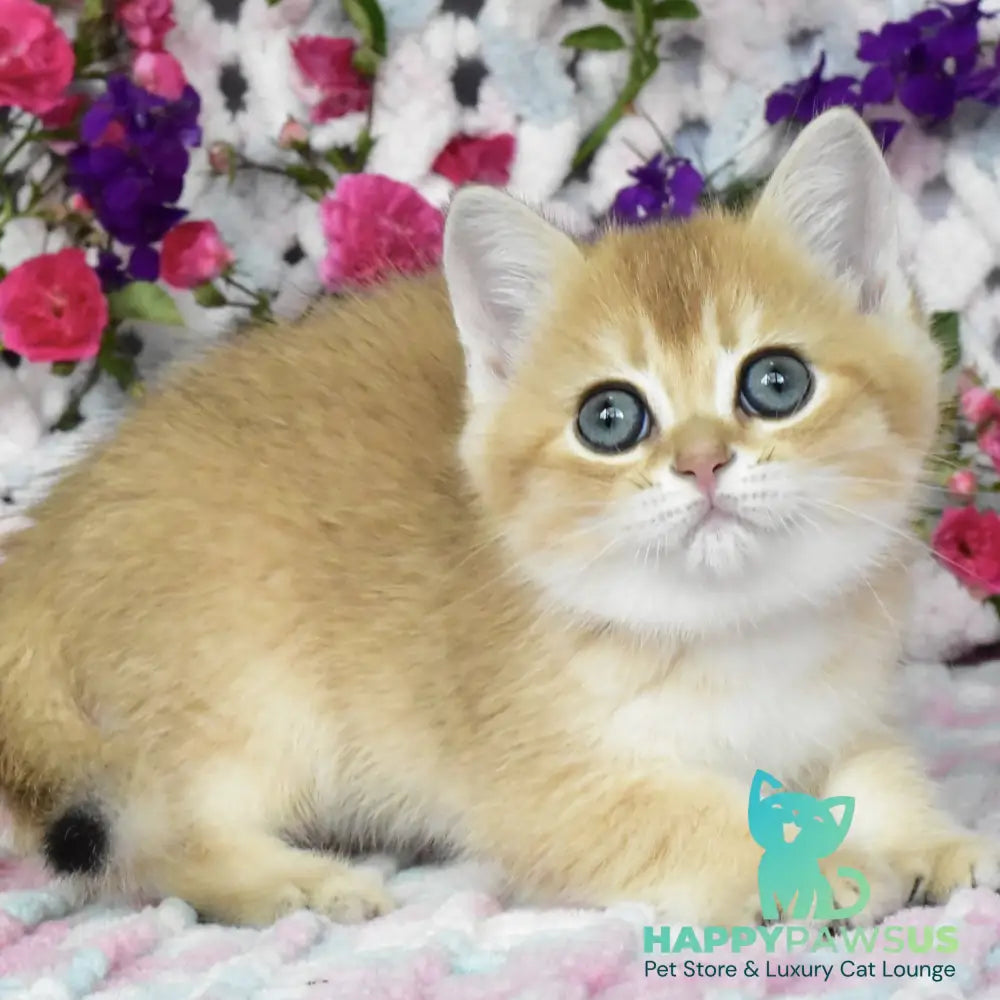 Businka British Shorthair female black golden shaded - live animals