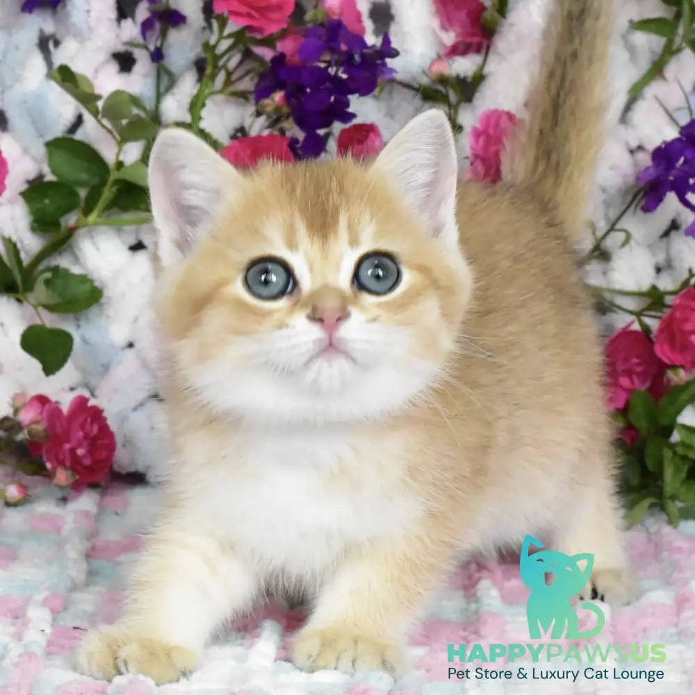 Businka British Shorthair female black golden shaded - live animals