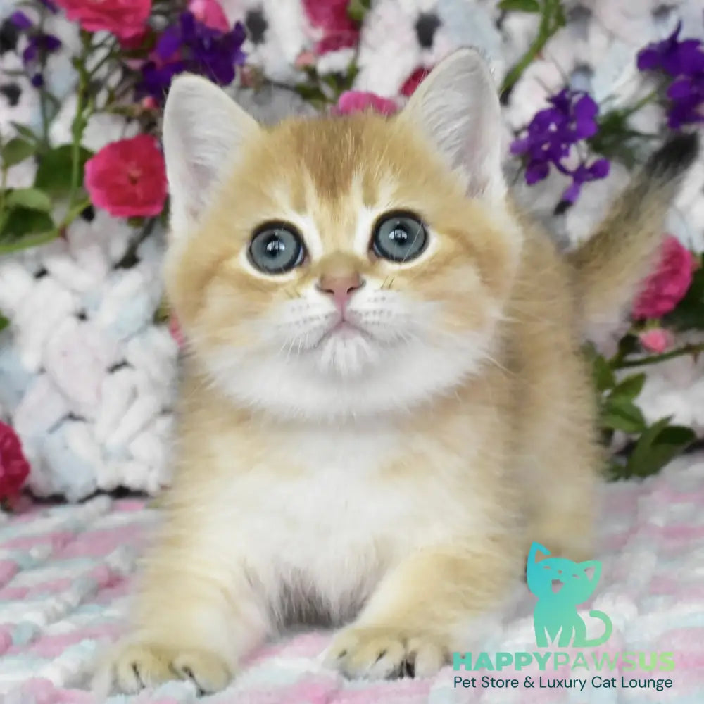 Businka British Shorthair female black golden shaded - live animals