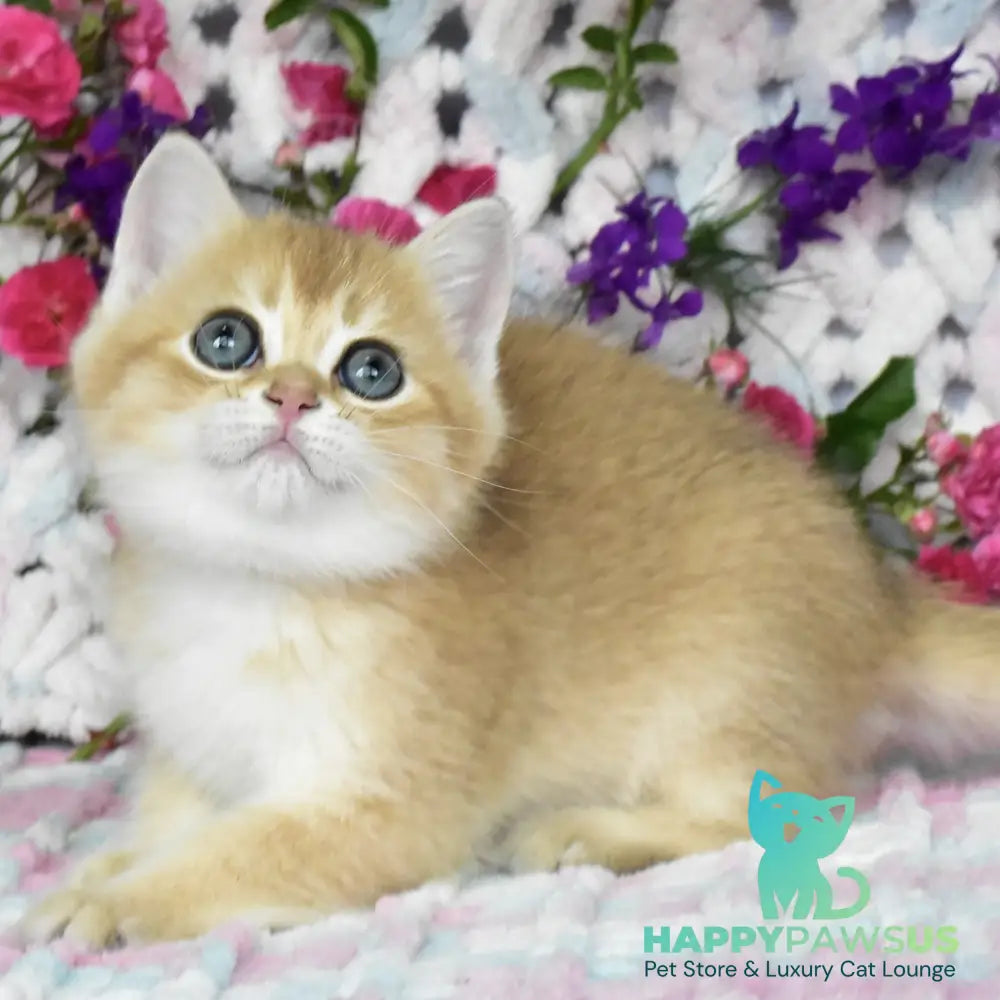 Businka British Shorthair female black golden shaded - live animals