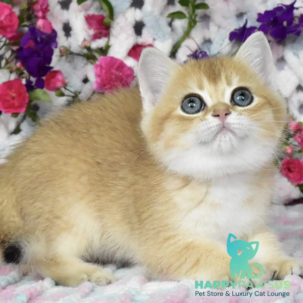 Businka British Shorthair female black golden shaded - live animals