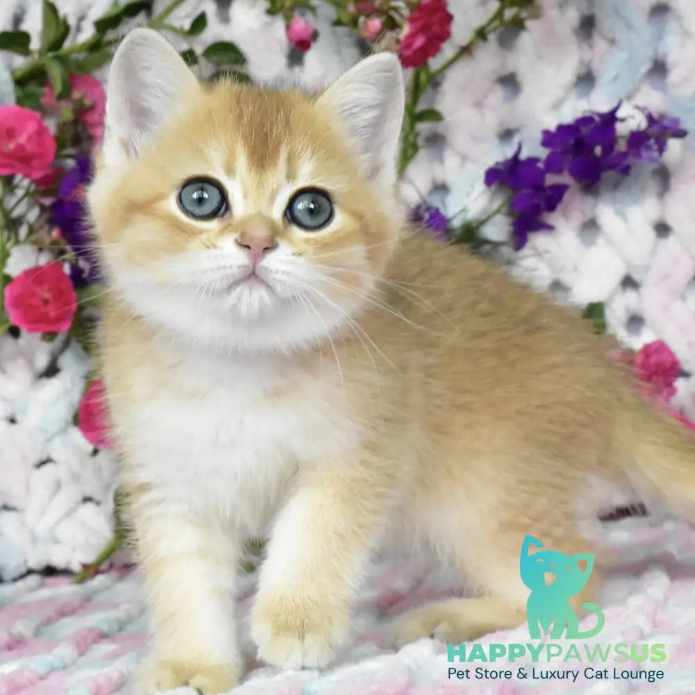 Businka British Shorthair female black golden shaded - live animals