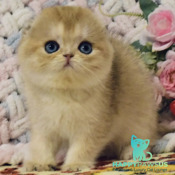 Businka Scottish Fold female black golden shaded - live animals