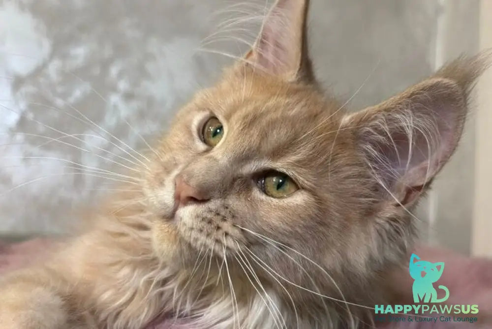 Buster Maine Coon male cream - live animals
