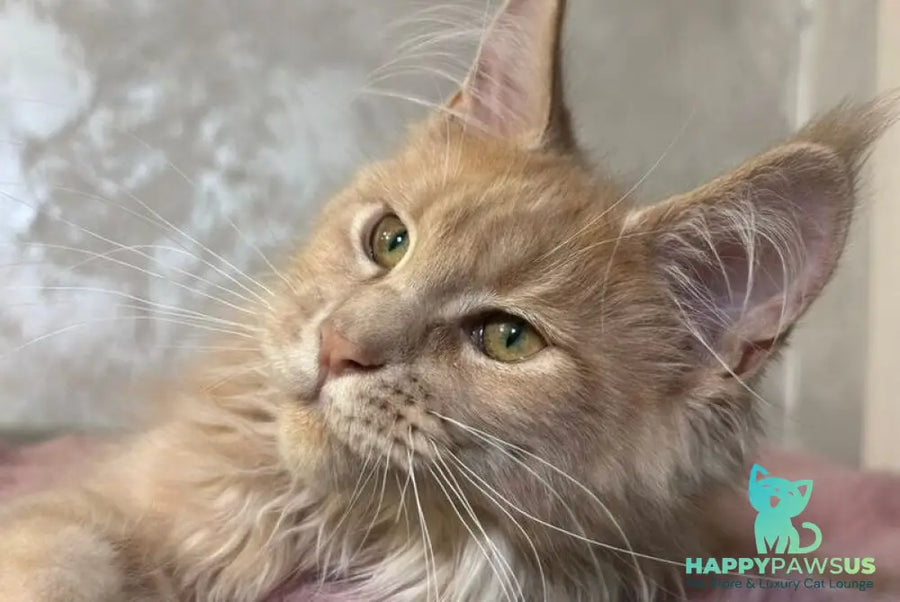 Buster Maine Coon male cream - live animals