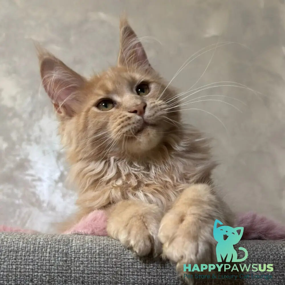 Buster Maine Coon male cream - live animals
