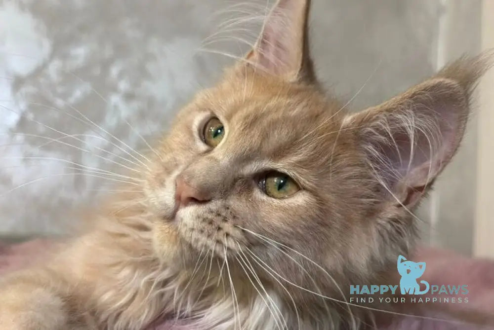 Buster Maine Coon male cream - live animals