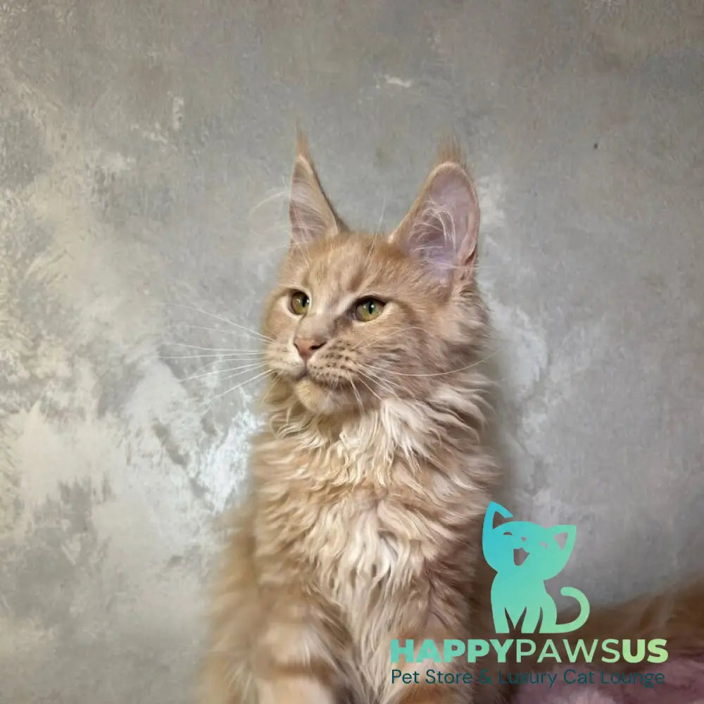 Buster Maine Coon male cream - live animals