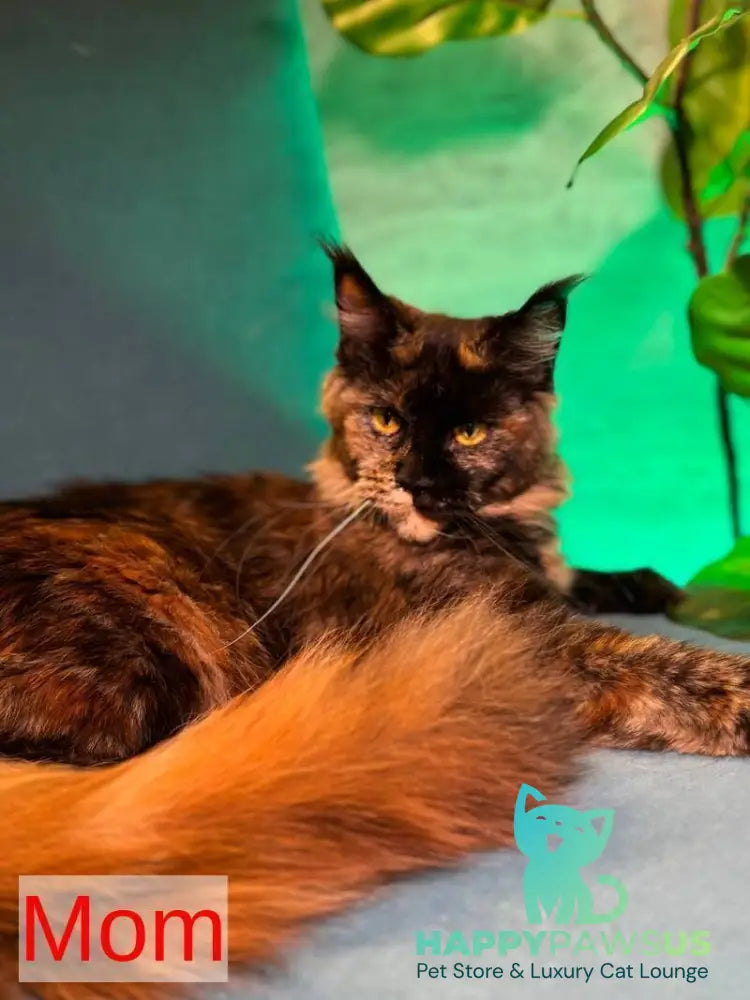 Buster Maine Coon male cream - live animals