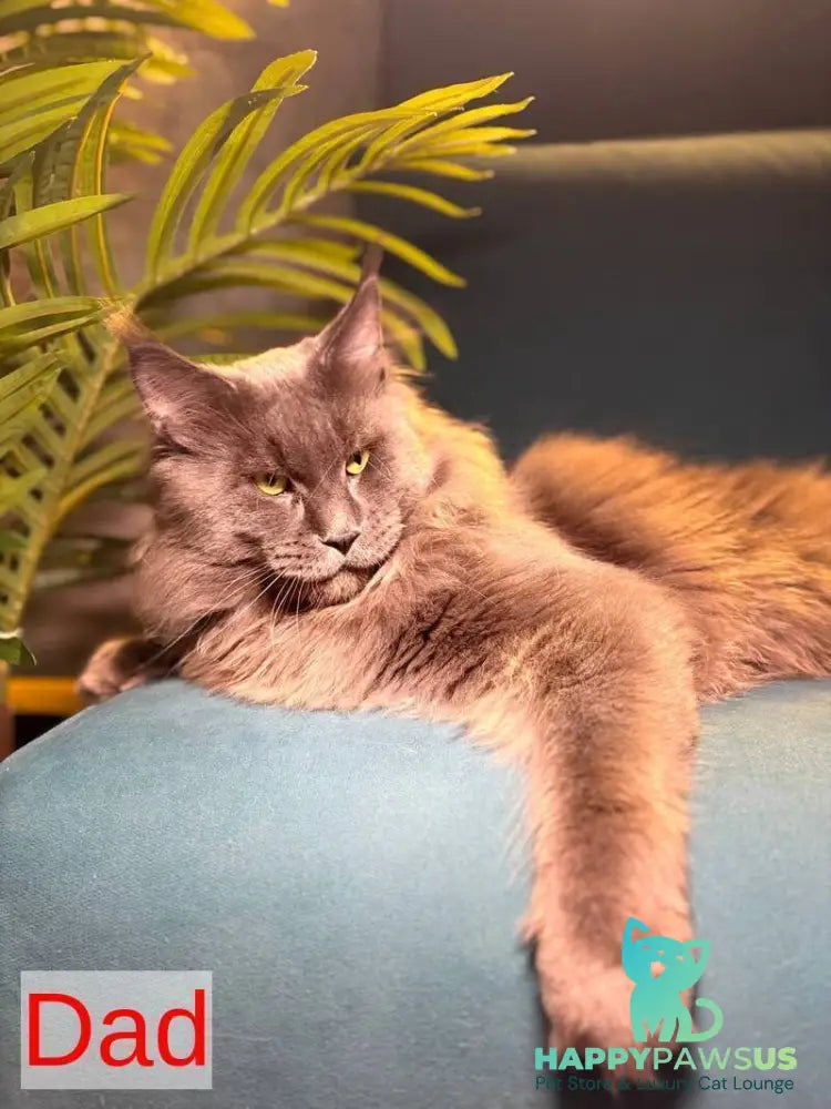 Buster Maine Coon male cream - live animals