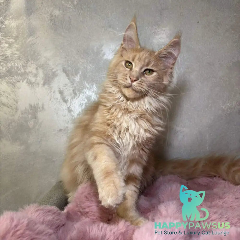 Buster Maine Coon male cream - live animals
