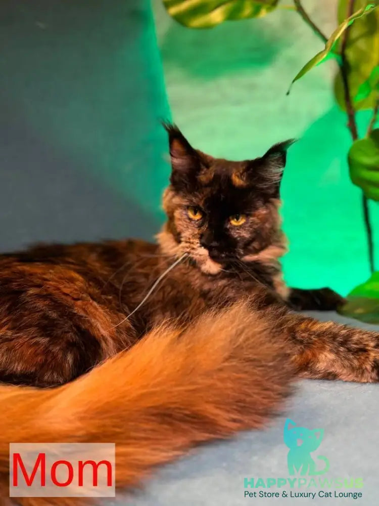 Buster Maine Coon male cream - live animals