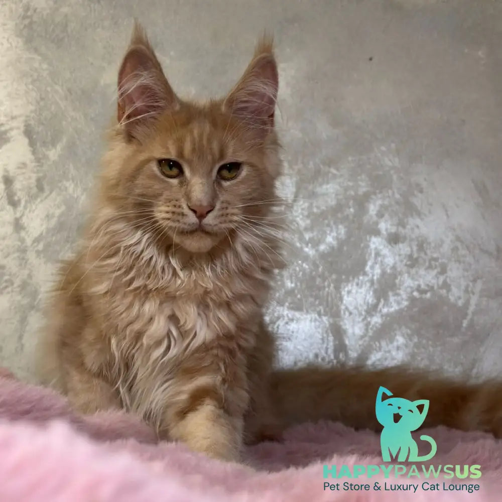 Buster Maine Coon male cream - live animals