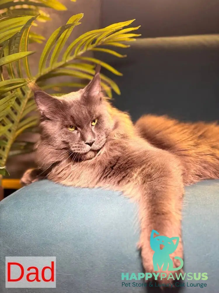 Buster Maine Coon male cream - live animals