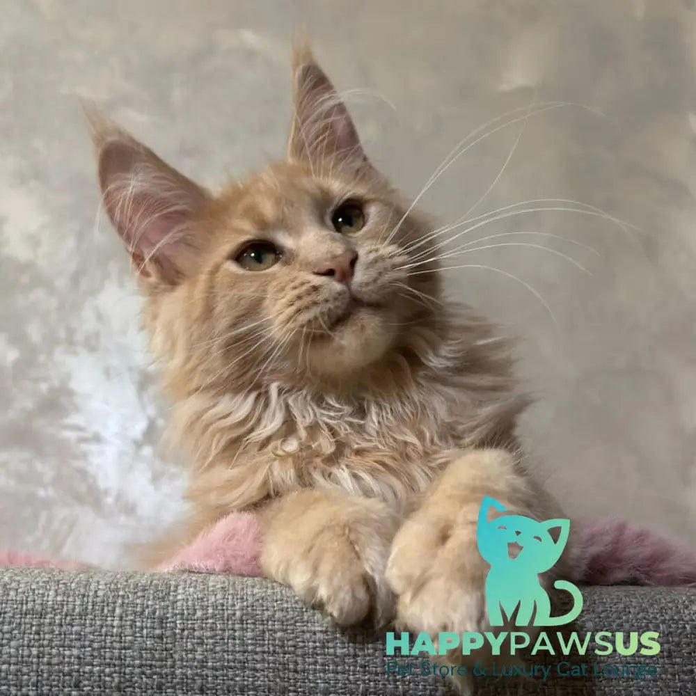 Buster Maine Coon male cream - live animals