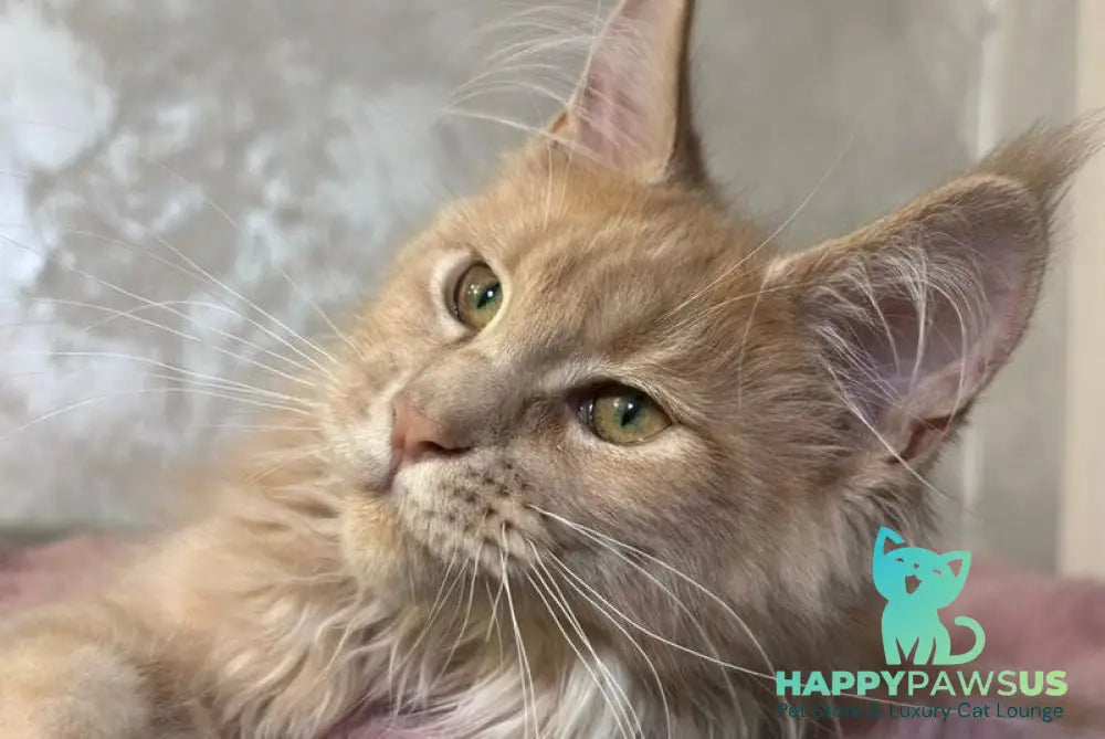 Buster Maine Coon male cream - live animals