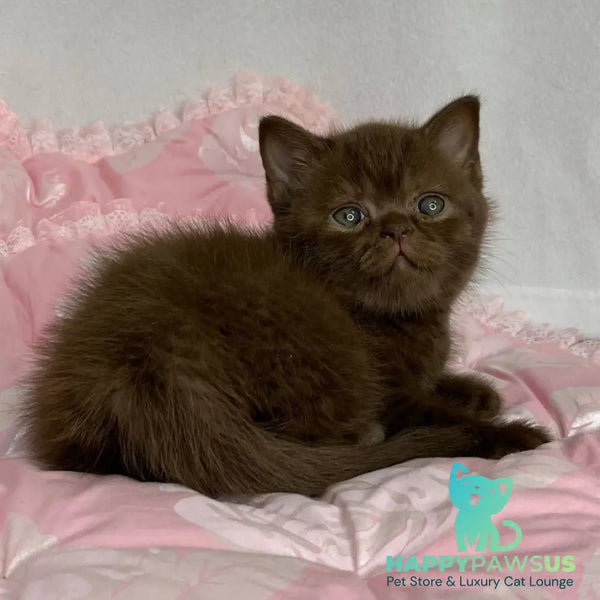 Butch British Shorthair male chocolate - live animals