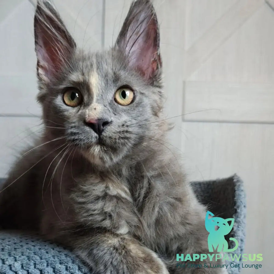 Buttercup Maine Coon polydactyl 5x6x6x6 female blue tortie - live animals