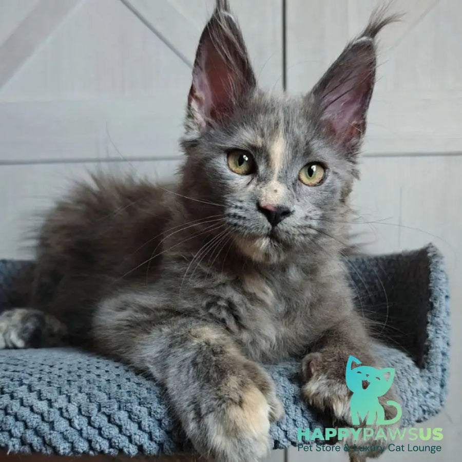 Buttercup Maine Coon polydactyl 5x6x6x6 female blue tortie - live animals
