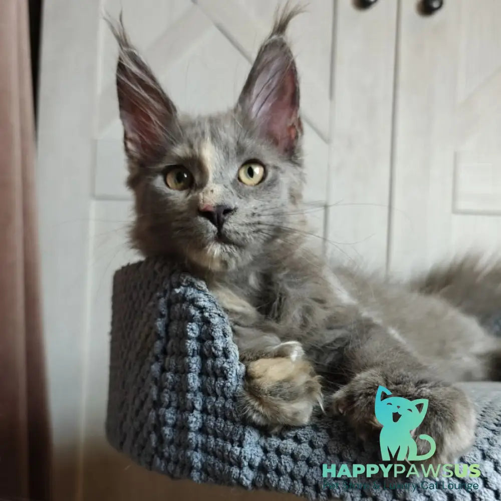 Buttercup Maine Coon polydactyl 5x6x6x6 female blue tortie - live animals