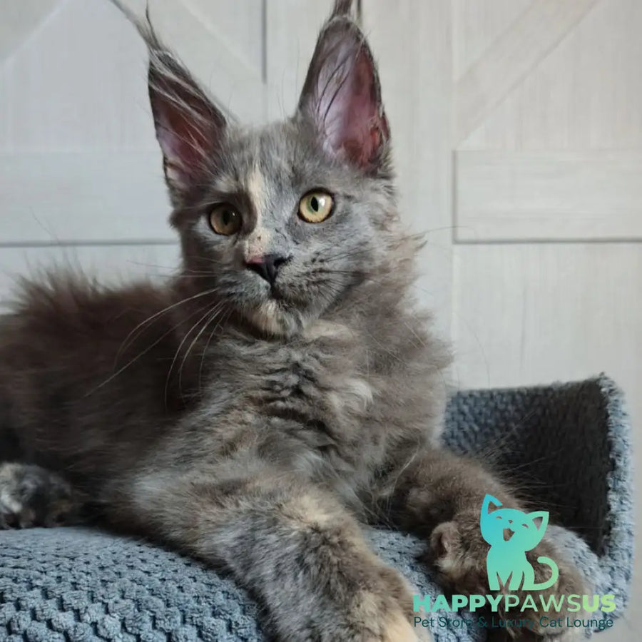 Buttercup Maine Coon polydactyl 5x6x6x6 female blue tortie - live animals