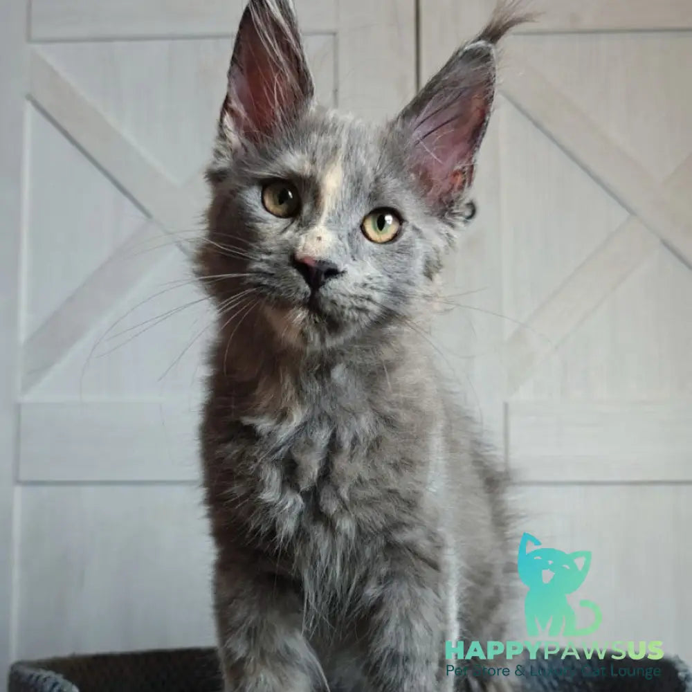 Buttercup Maine Coon polydactyl 5x6x6x6 female blue tortie - live animals