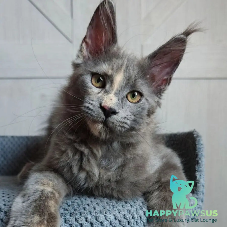 Buttercup Maine Coon polydactyl 5x6x6x6 female blue tortie - live animals