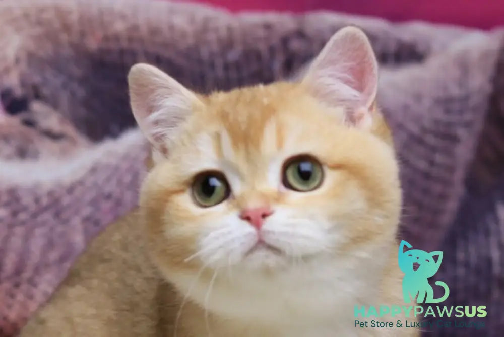Butterfly British Shorthair female chocolate golden chinchilla live animals