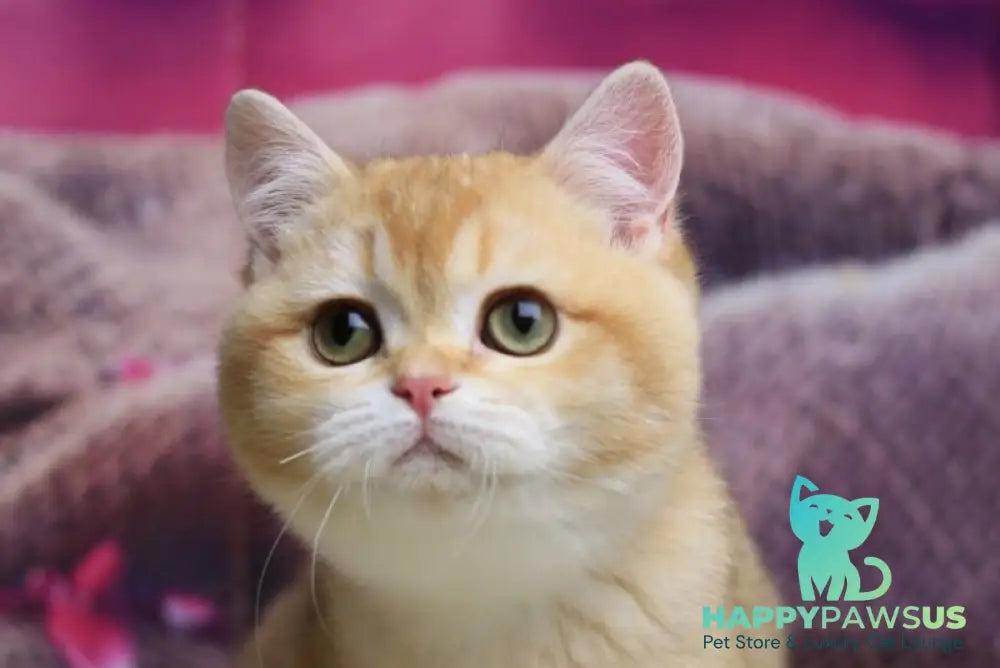 Butterfly British Shorthair female chocolate golden chinchilla live animals