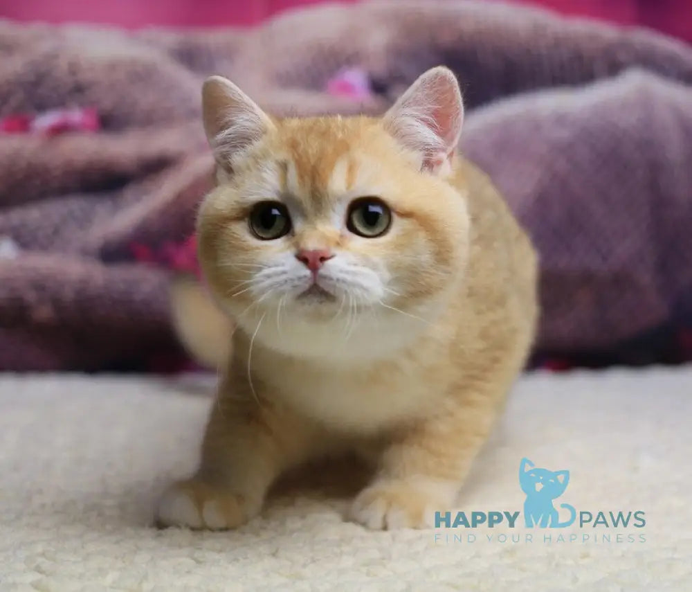 Butterfly British Shorthair female chocolate golden chinchilla live animals