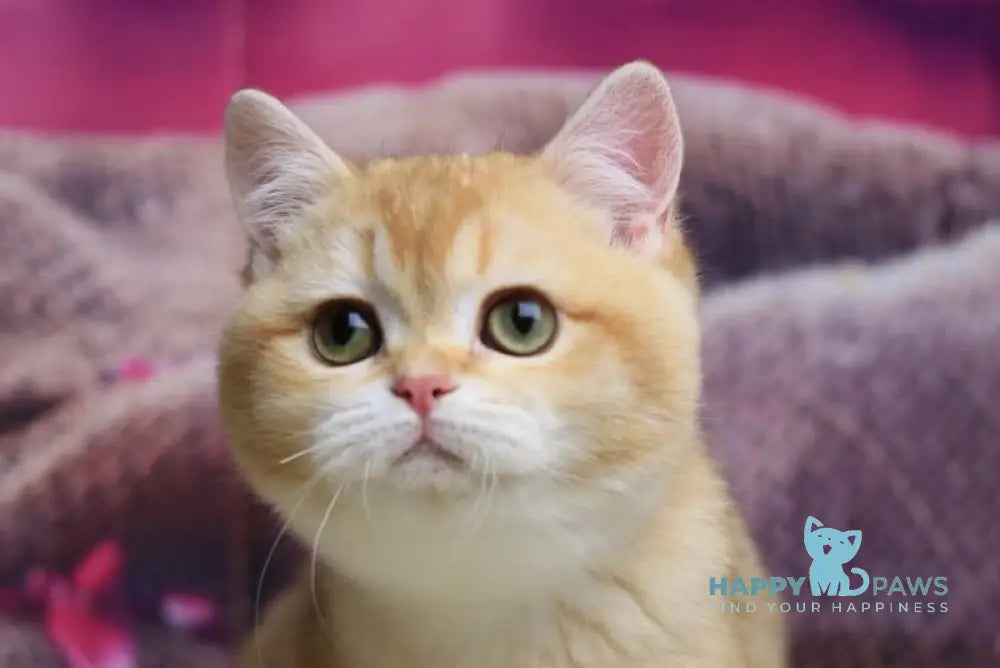 Butterfly British Shorthair female chocolate golden chinchilla live animals