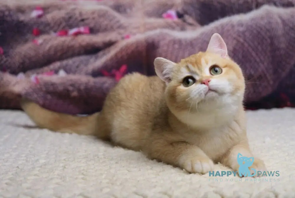 Butterfly British Shorthair female chocolate golden chinchilla live animals