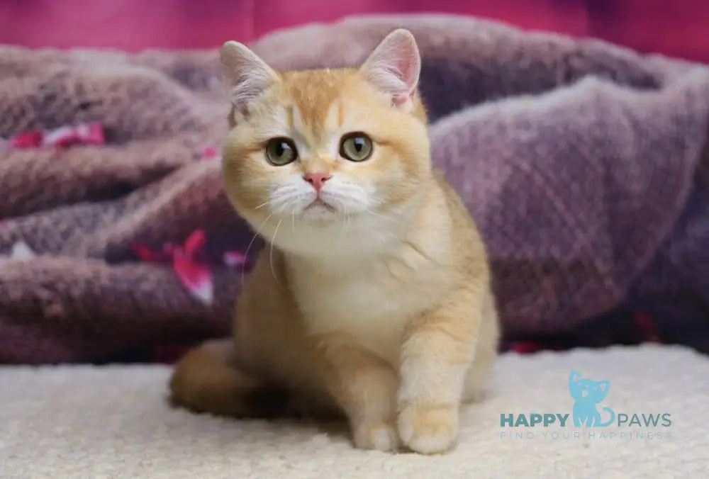 Butterfly British Shorthair female chocolate golden chinchilla live animals