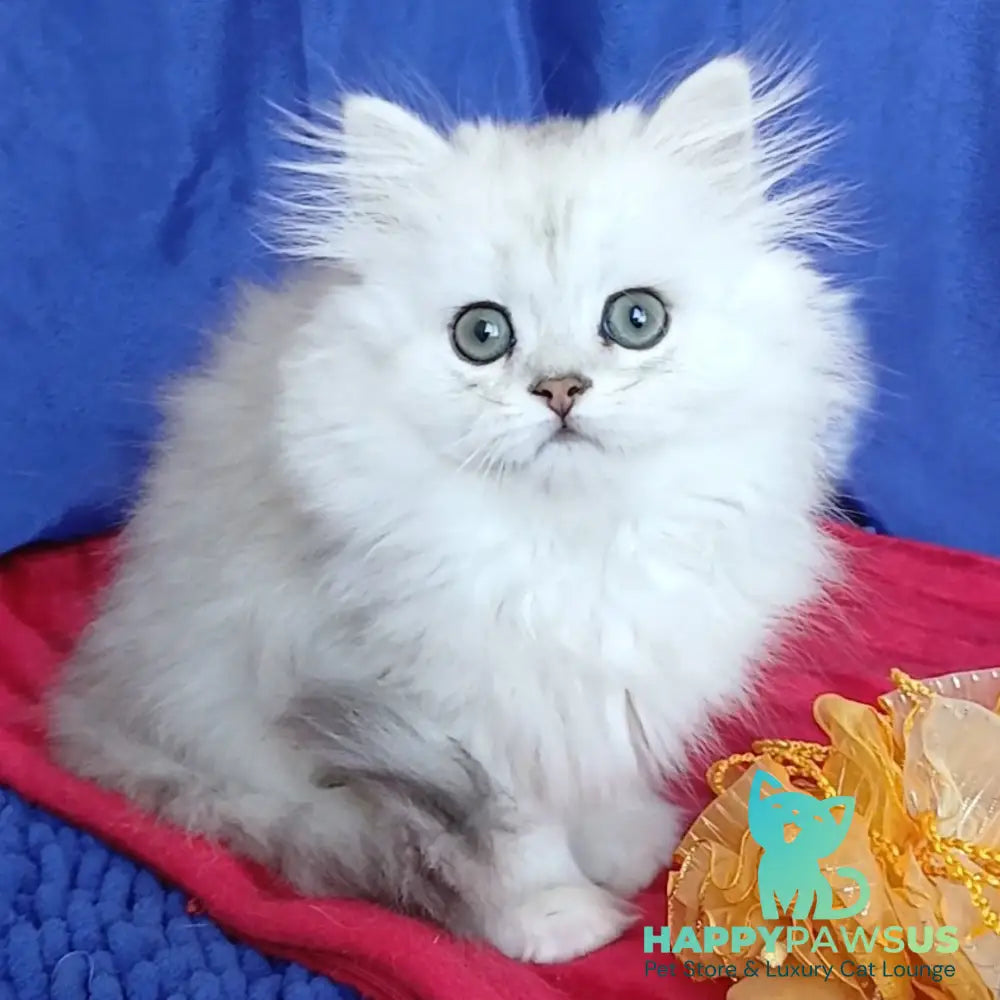 Byanka British Longhair female black silver shaded - live animals