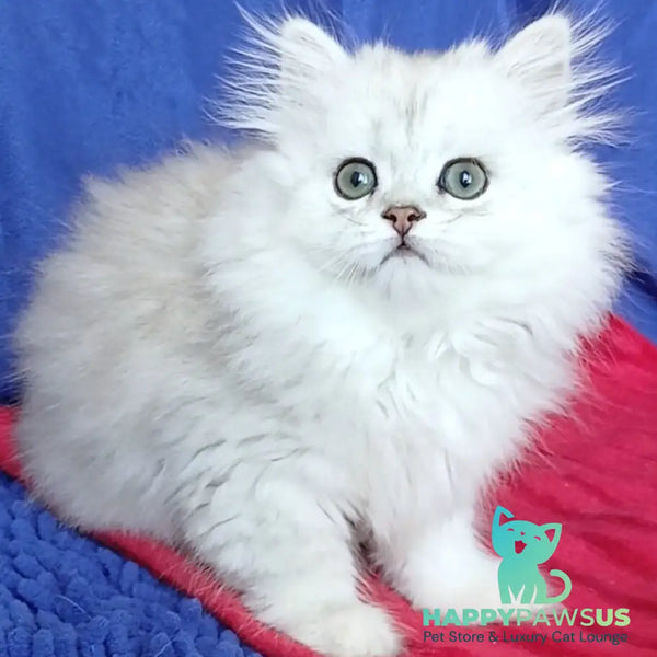Byanka British Longhair female black silver shaded - live animals