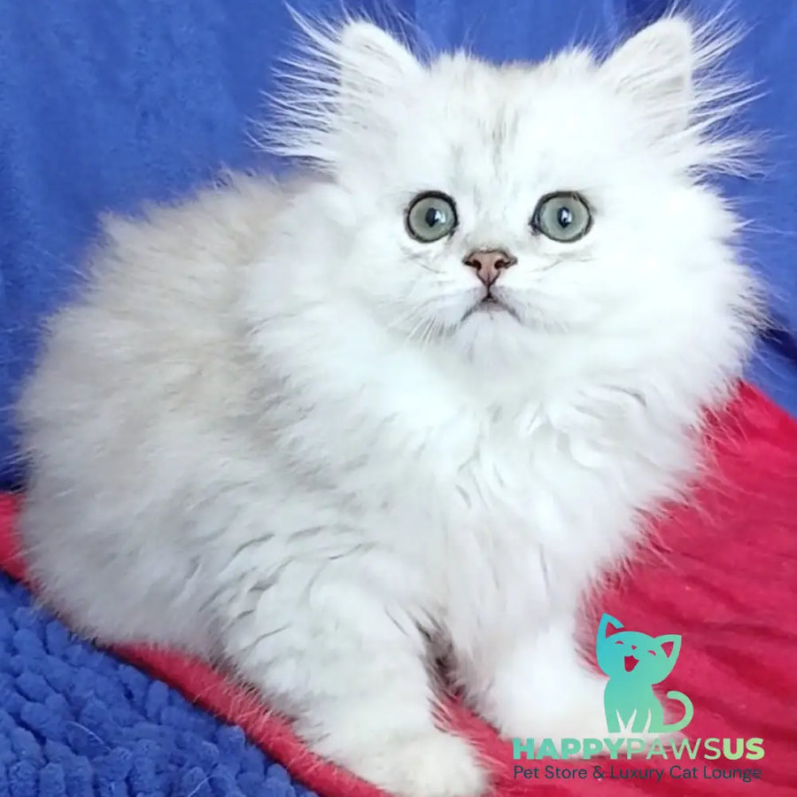 Byanka British Longhair female black silver shaded - live animals